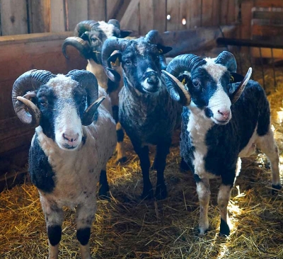 Aretusj&auml;&auml;rad &Otilde;nnekivi talu laudas. Foto: K. Idvand